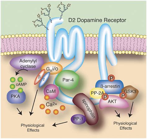 emily kurtyan|Developing New Dopamine D2 Receptor Agonists and。